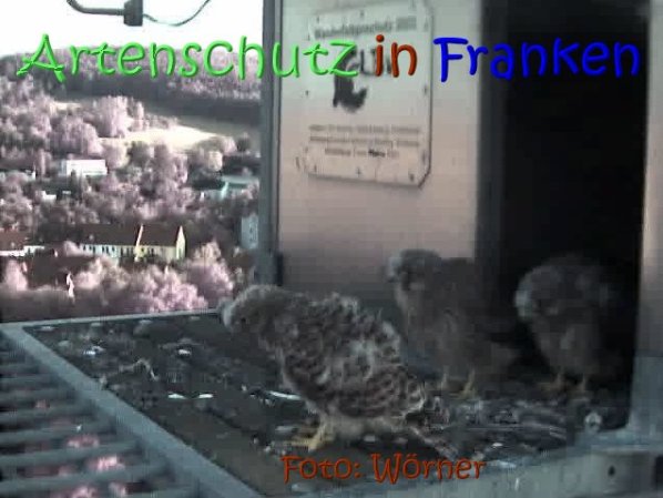 Copyright AiS Raimund Wörner Bild zum Eintrag (67629-160)