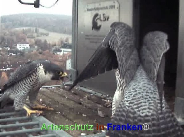 Copyright AiF Wörner Bild zum Eintrag (71961-160)
