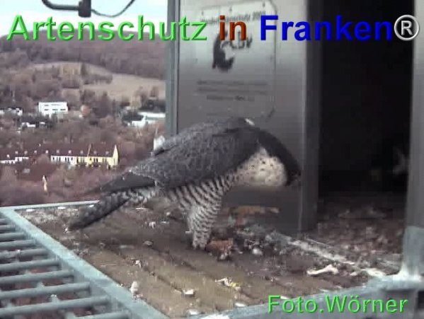 Copyright AiF Wörner Bild zum Eintrag (71970-160)