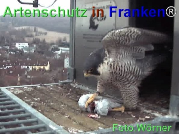 Copyright AiF Wörner Bild zum Eintrag (71971-160)