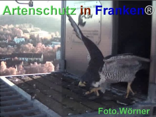 Copyright AiF Wörner Bild zum Eintrag (71975-160)