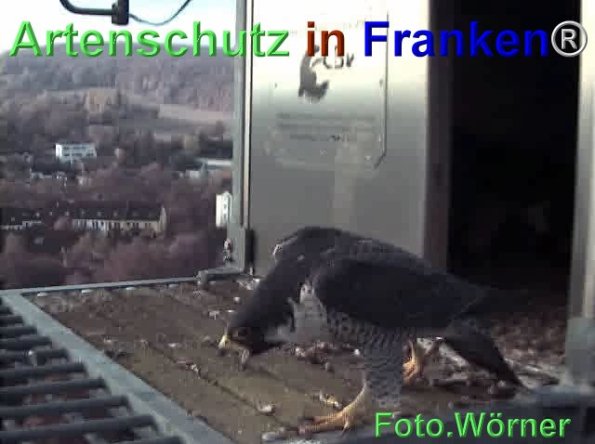 Copyright AiF Wörner Bild zum Eintrag (71976-160)