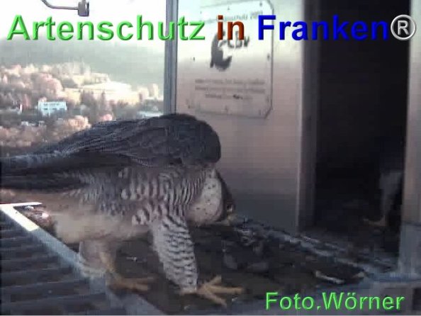 Copyright AiF Wörner Bild zum Eintrag (71977-160)