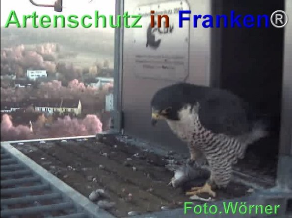Copyright AiF Wörner Bild zum Eintrag (71978-160)