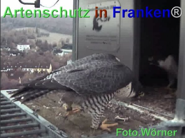 Copyright AiF Wörner Bild zum Eintrag (71979-160)