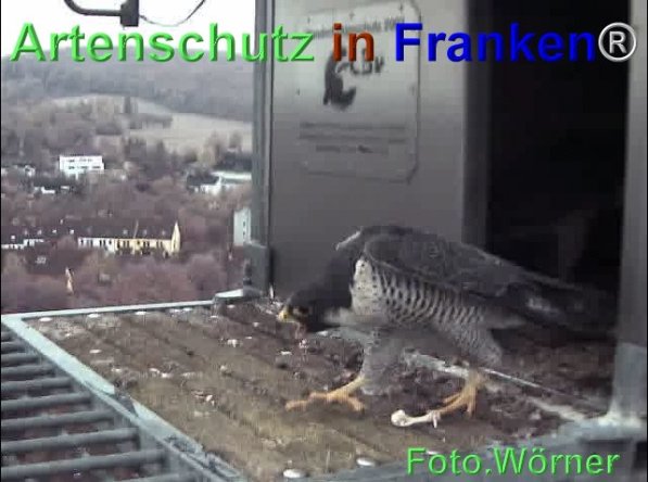 Copyright AiF Wörner Bild zum Eintrag (71980-160)
