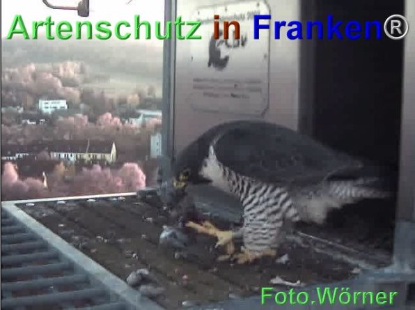 Copyright AiF Wörner Bild zum Eintrag (71981-160)
