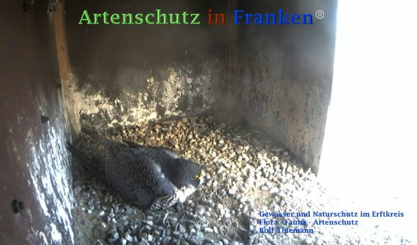 Copyright AiF Rolf Thiemann Bild zum Eintrag (72934-160)