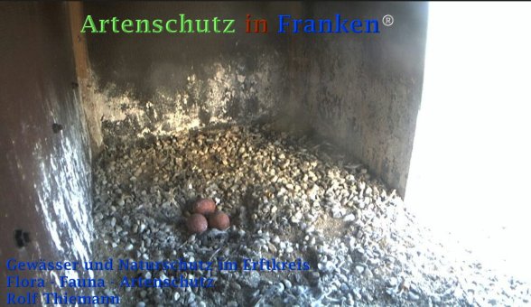 Copyright AiF Rolf Thiemann Bild zum Eintrag (72935-160)