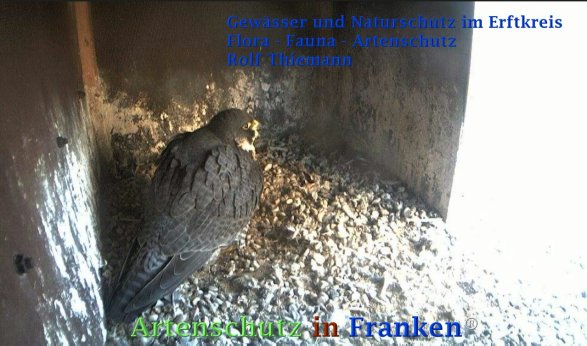 Copyright AiF Rolf Thiemann Bild zum Eintrag (72936-160)