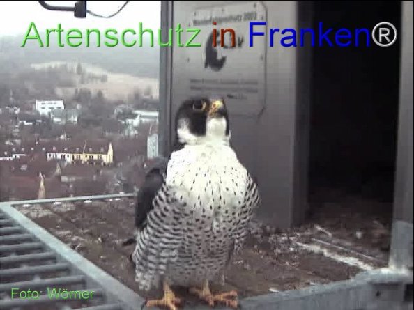 Copyright AiF Wörner Bild zum Eintrag (74081-160)