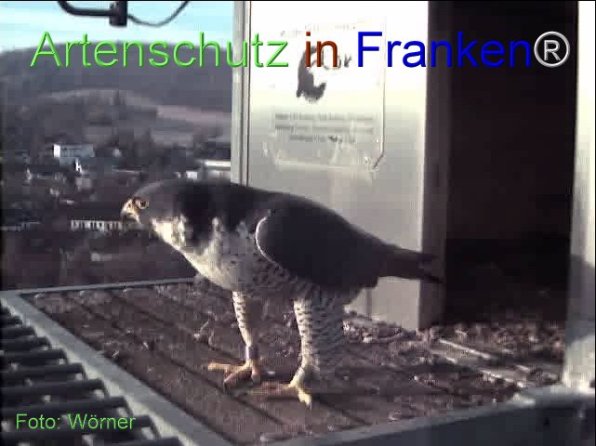 Copyright AiF Wörner Bild zum Eintrag (74082-160)