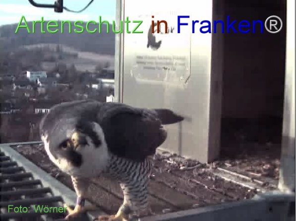 Copyright AiF Wörner Bild zum Eintrag (74083-160)