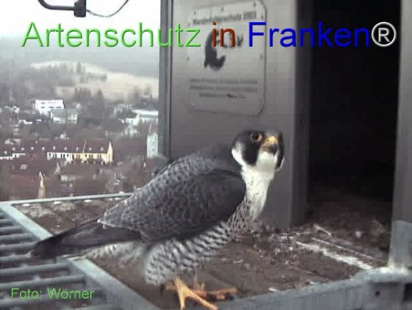 Copyright AiF Wörner Bild zum Eintrag (74084-160)