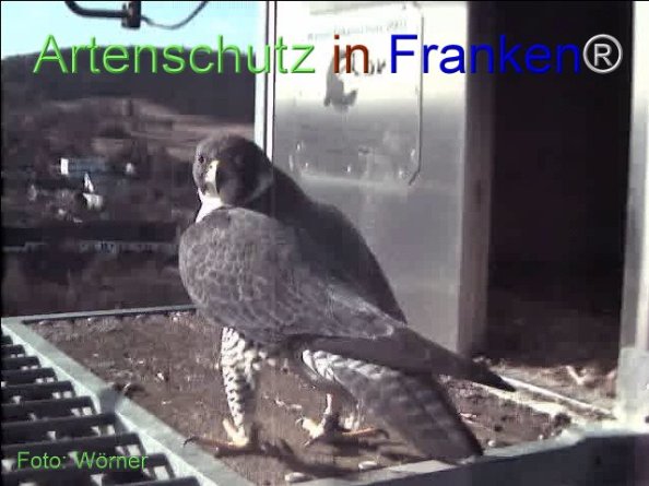 Copyright AiF Wörner Bild zum Eintrag (74085-160)