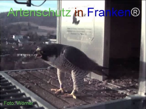 Copyright AiF Wörner Bild zum Eintrag (74087-160)