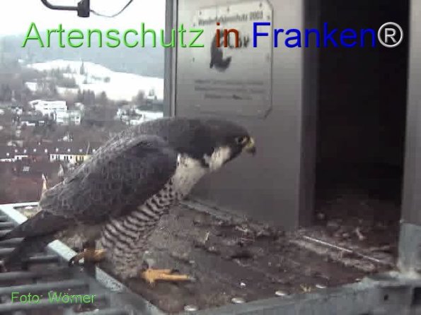 Copyright AiF Wörner Bild zum Eintrag (74090-160)