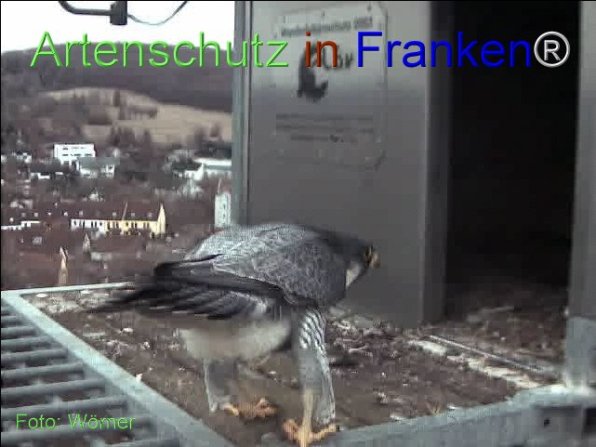 Copyright AiF Wörner Bild zum Eintrag (74091-160)