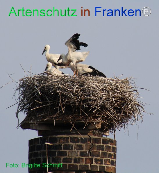 Copyright AiF Brigitte Schmitt Bild zum Eintrag (75443-160)
