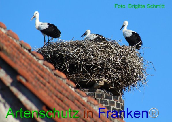 Copyright AiF Brigitte Schmitt Bild zum Eintrag (76218-160)