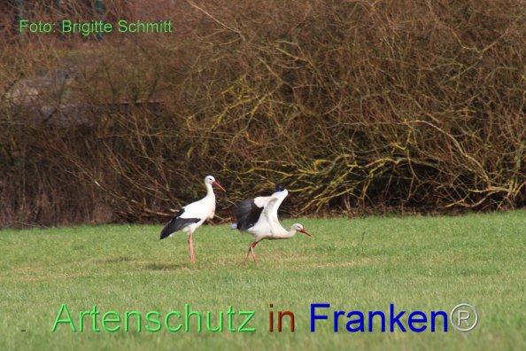 Copyright AiF Brigitte Schmitt Bild zum Eintrag (80876-160)