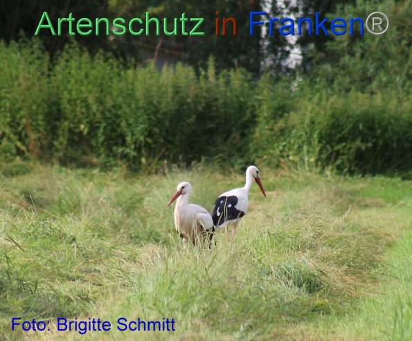 Copyright AiF Brigitte Schmitt Bild zum Eintrag (85954-160)