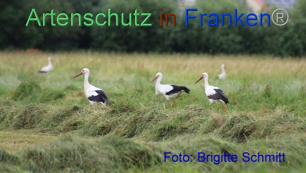 Copyright AiF Brigitte Schmitt Bild zum Eintrag (85957-160)