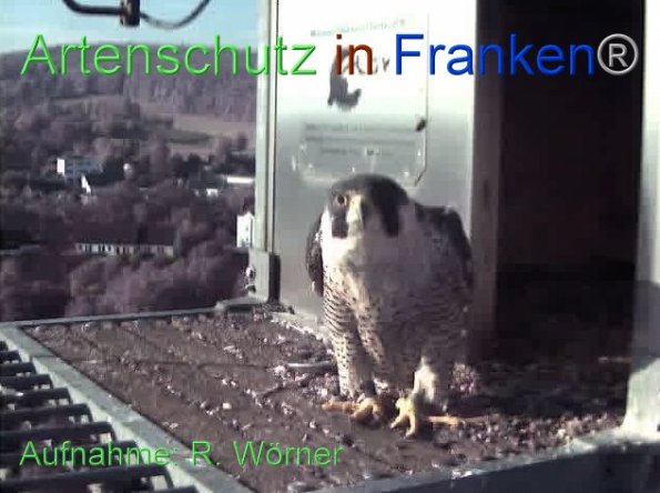 Copyright AiF Wörner Bild zum Eintrag (87438-160)