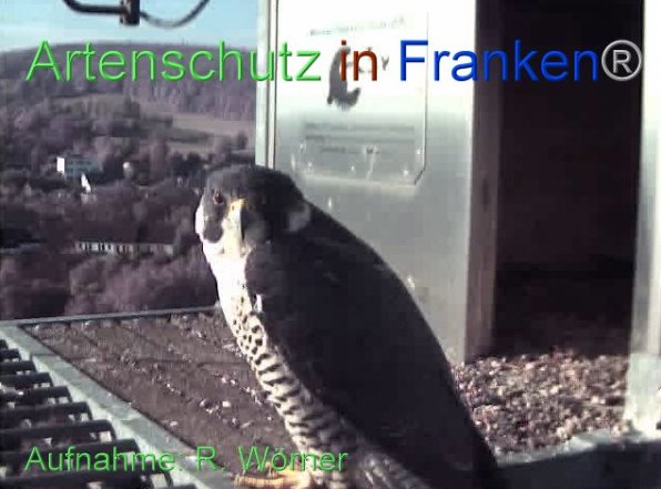 Copyright AiF Wörner Bild zum Eintrag (87440-160)