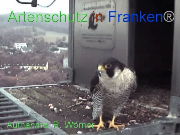 Copyright AiF Wörner Bild zum Eintrag (87441-160)