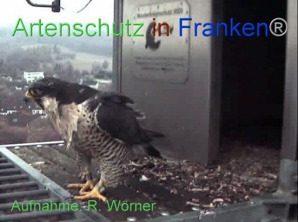 Copyright AiF Wörner Bild zum Eintrag (87443-160)