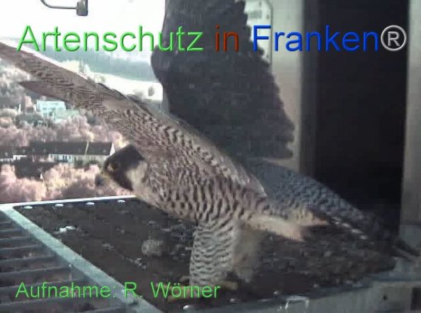 Copyright AiF Wörner Bild zum Eintrag (87444-160)