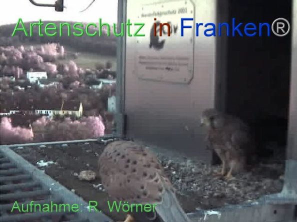Copyright AiF Wörner Bild zum Eintrag (87446-160)