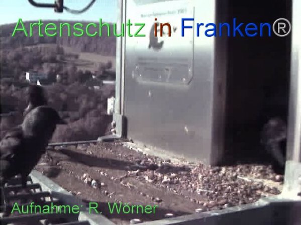 Copyright AiF Wörner Bild zum Eintrag (87454-160)