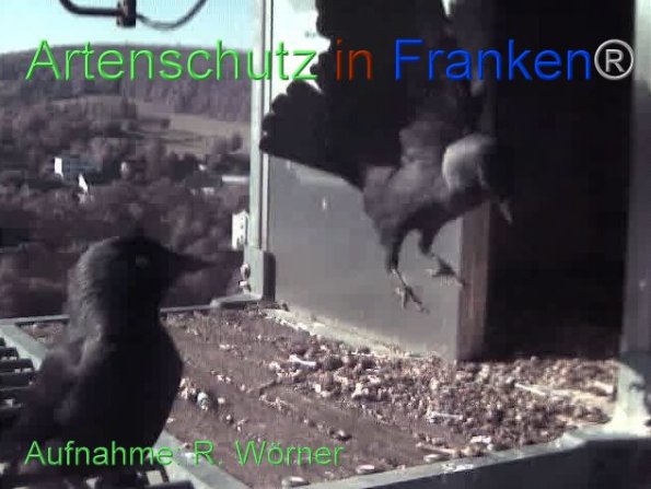 Copyright AiF Wörner Bild zum Eintrag (87455-160)