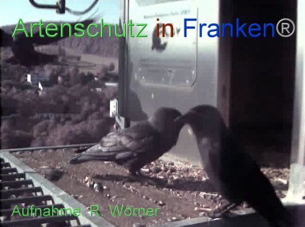 Copyright AiF Wörner Bild zum Eintrag (87456-160)