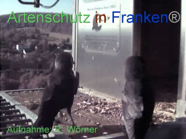 Copyright AiF Wörner Bild zum Eintrag (87458-160)
