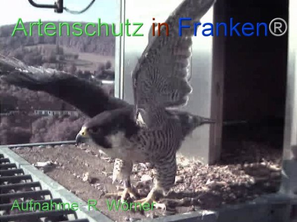 Copyright AiF Wörner Bild zum Eintrag (87459-160)