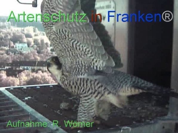 Copyright AiF Wörner Bild zum Eintrag (87460-160)