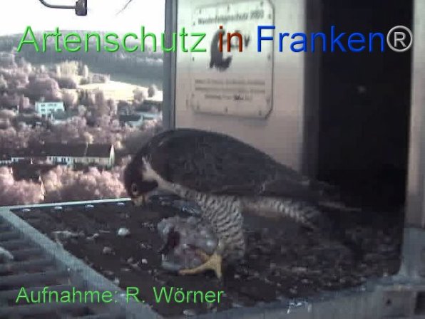 Bild zum Eintrag (87464-160)