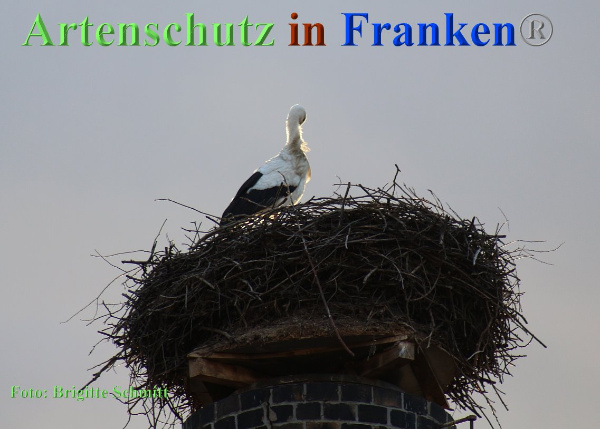 Copyright AiF Brigitte Schmitt Bild zum Eintrag (90133-160)