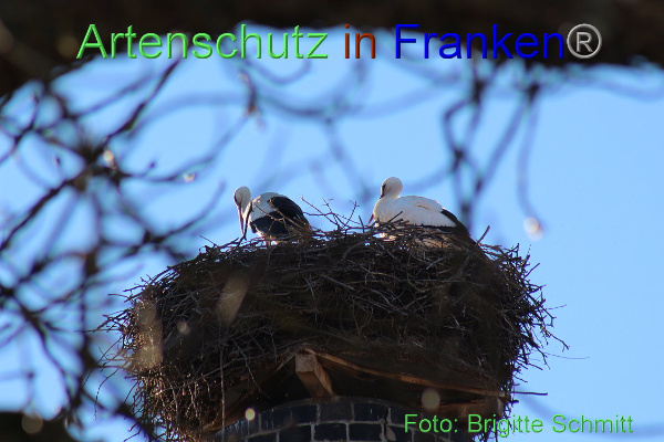 Copyright AiF Brigitte Schmitt Bild zum Eintrag (90618-160)