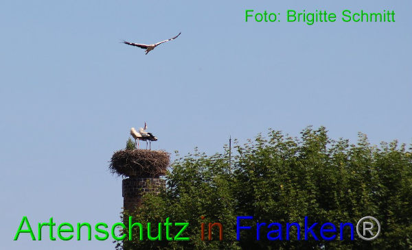 Copyright AiF Brigitte Schmitt Bild zum Eintrag (94189-160)