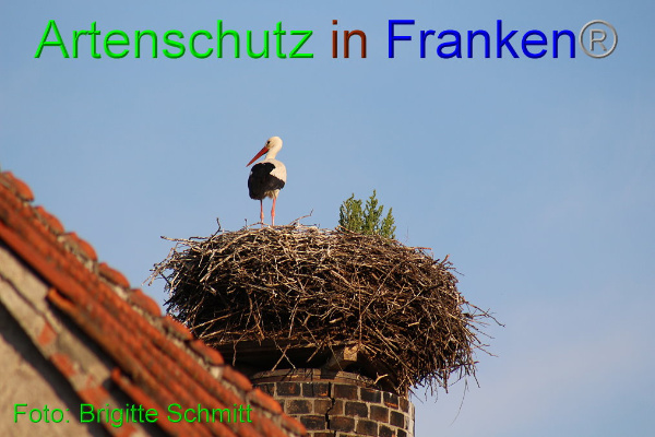 Copyright AiF Brigitte Schmitt Bild zum Eintrag (94191-160)