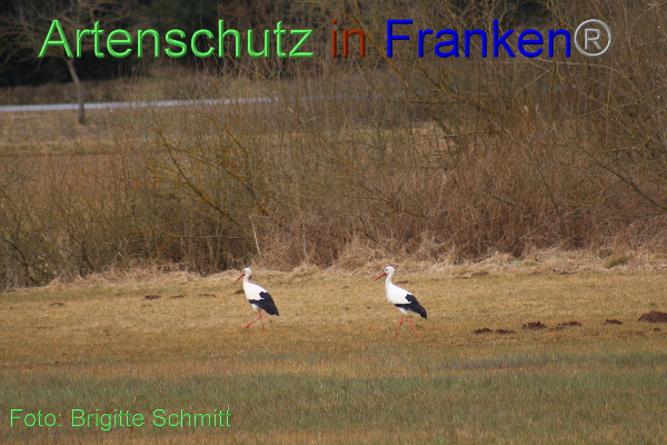 Copyright AiF Brigitte Schmitt Bild zum Eintrag (99046-160)