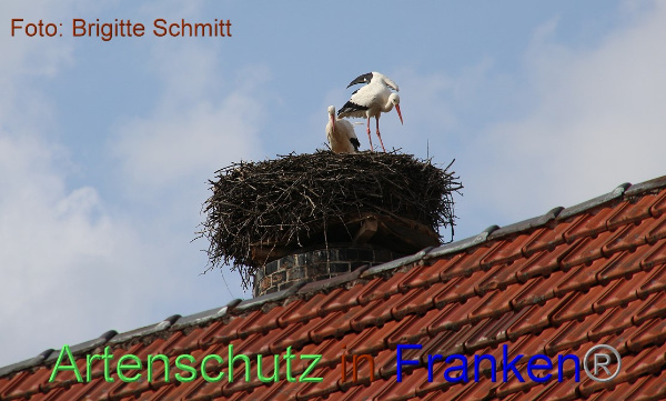 Copyright AiF Brigitte Schmitt Bild zum Eintrag (99047-160)