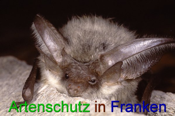 Copyright AiS - Wolfgang Willner Bild zum Eintrag (43079-160)