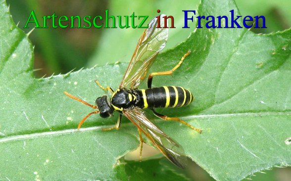 Copyright AiS- Albert Meier Bild zum Eintrag (43103-160)