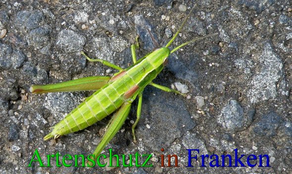 Copyright AiS- Albert Meier Bild zum Eintrag (43107-160)