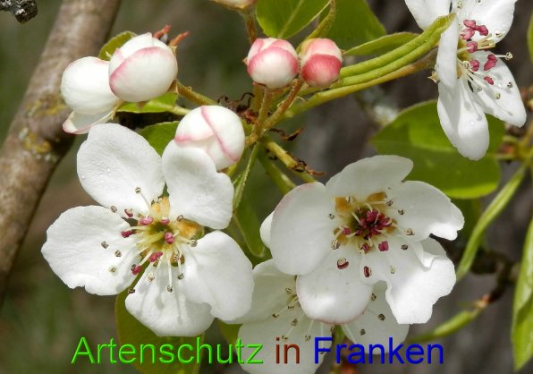 Copyright AiS- Albert Meier Bild zum Eintrag (45866-160)